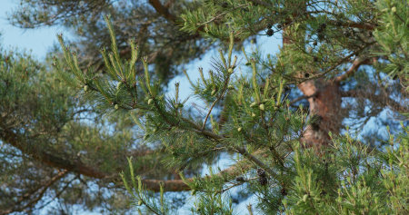 Green pine tree with blue sky