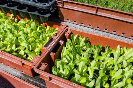 Planting vegetable in the gardenの写真素材