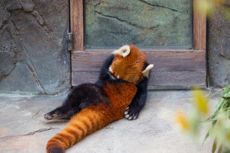 Red panda in the zoo parkの写真素材