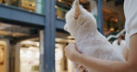 Pet Friendly shopping center with white pomeranian dogの写真素材