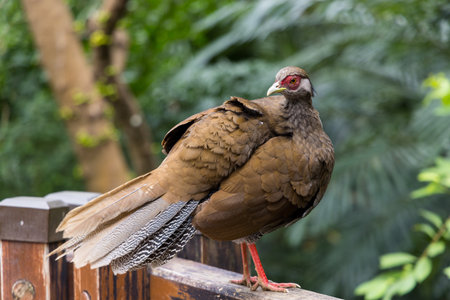 Lophura edwardsi at zoo parkの写真素材