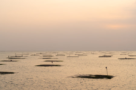 Oyster farm in the sea at sunset time