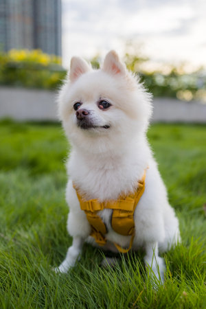 White pomeranian sit on the grassの写真素材