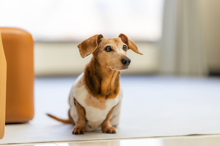 Dachshund dog lying on the floorの写真素材