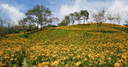 Flower field of beautiful orange daylily in Taimali Kinchen Mountain in Taitung of Taiwanの写真素材