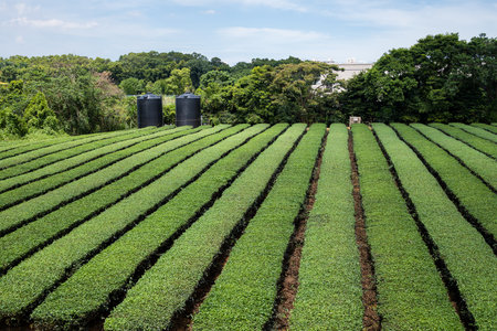 Tea tree field plantation in Taiwanの写真素材