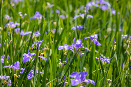 Flower garden with purple iris tectorumの写真素材