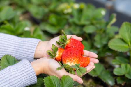 Hand hold with fresh strawberries in the fieldの写真素材