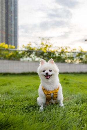 White pomeranian sit on the grassの写真素材