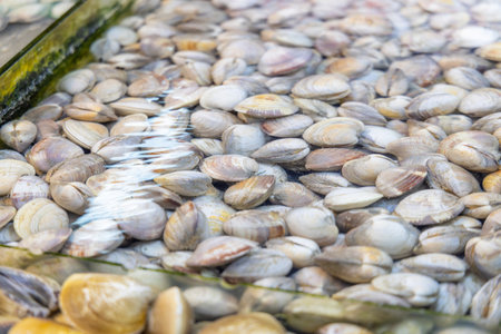 Fresh raw clam selling in wet market