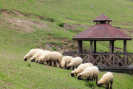 Sheep Roaming On The Grassland in Cingjing farm of Nantou in Taiwan