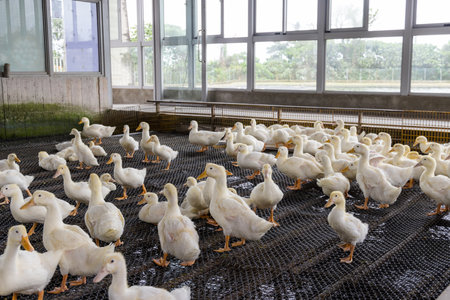 Group of white ducks in the farmの写真素材