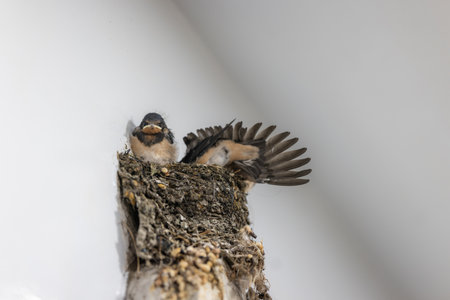 Swallow and baby birds in a nest