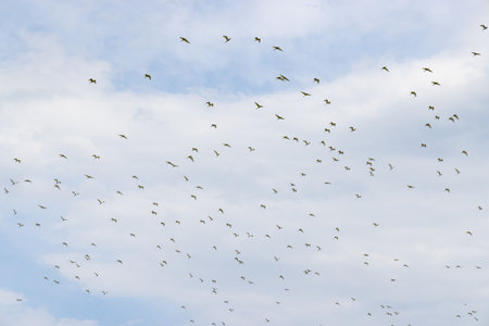 Migratory bird egret fly over the skyの写真素材