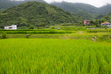 Fresh rice field in Hualien of Taiwanの写真素材
