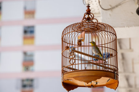 Bird in inside the bird cageの写真素材