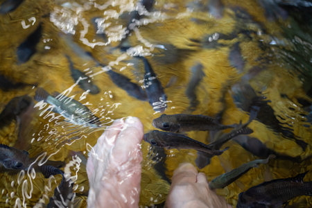 Fish spa pedicure or foot fish spa with big fishの写真素材