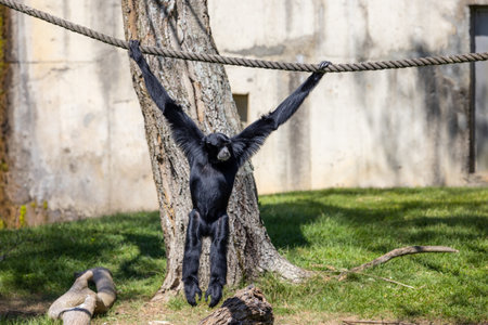Gibbon on the tree in zoo parkの写真素材