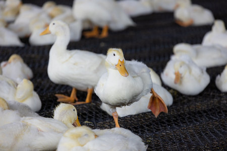 Healthy white ducks in a farmの写真素材
