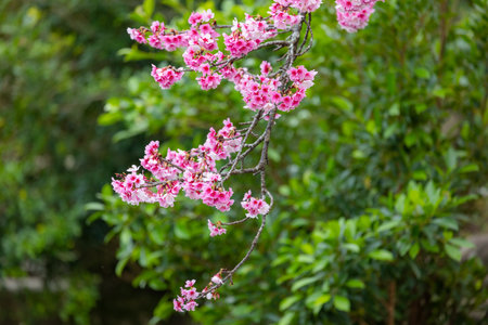 Pink and white cherry blossoms in full bloom