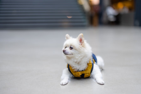 White pomeranian sit on the floor in shopping mallの写真素材