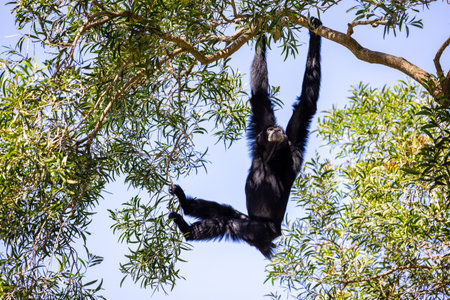 Black gibbon in the zoo park