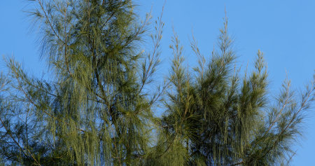 Green pine tree with clear blue skyの写真素材