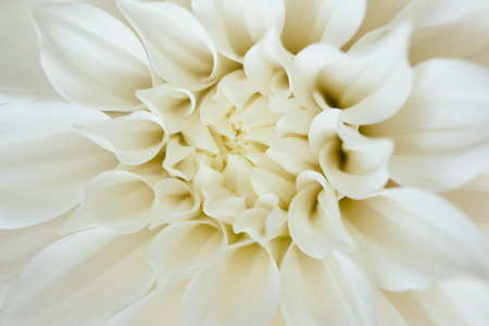 White chrysanthemum flower close upの写真素材