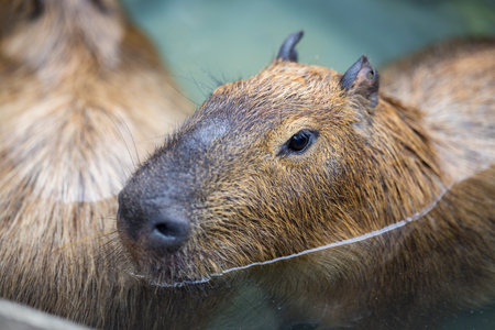 Adorable capybara soak into the water pond at the zooの写真素材