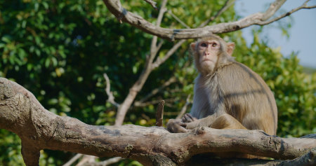 Wild monkey look for foodの写真素材