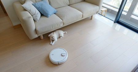 Pomeranian Dog sit on floor at home with robotic vacuum cleaner slides across the roomの写真素材