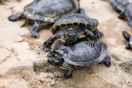 Redear turtle in water pond