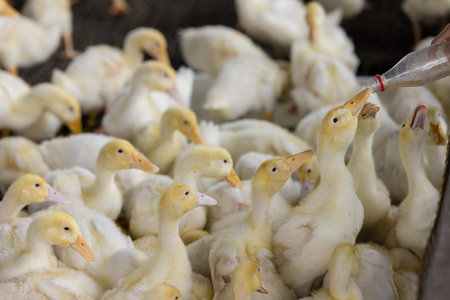 Adorable little baby yellow duck in farm