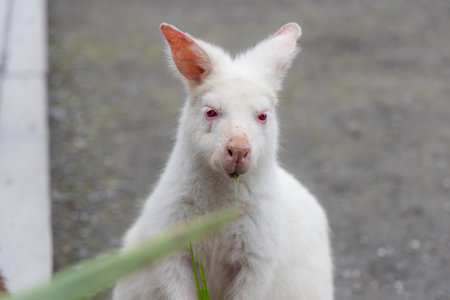 Kangaroo at zoo park in white colorの写真素材