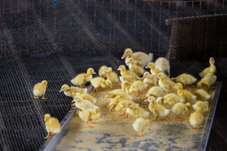 Adorable little baby yellow duck in farm