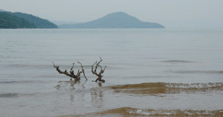 Sand beach with trees and mountainsの写真素材