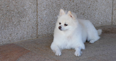 White pomeranian dog sit on the streetの写真素材