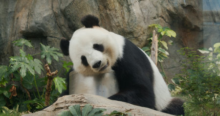 Panda in the zoo park