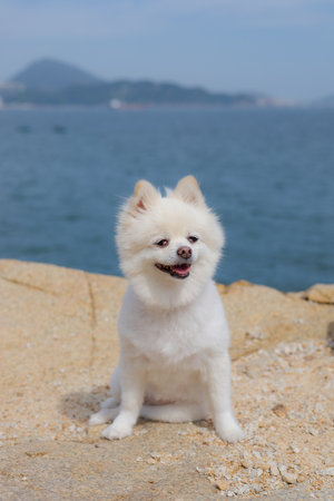 White pomeranian sit on the rockの写真素材