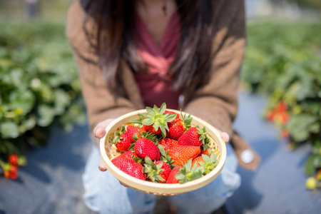 Woman hold with strawberry in the farmの写真素材