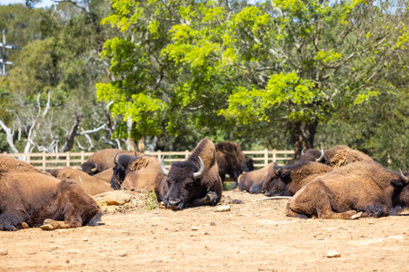 Powerful bison grazing in the grasslandの写真素材