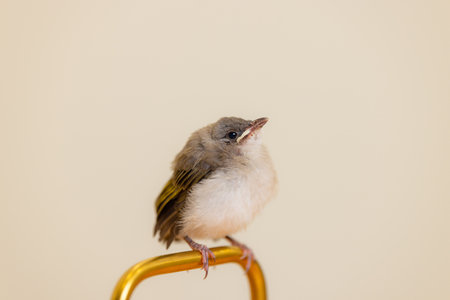 Baby Light vented chinese bulbul birdの写真素材