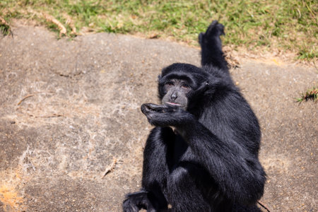 Black gibbon in the zoo parkの写真素材