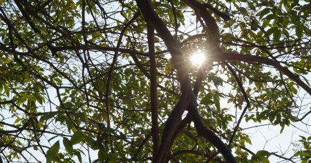 Green tree branch under sunlightの写真素材