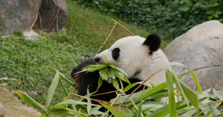 Panda eat bamboo at zoo parkの写真素材