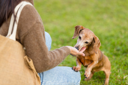 Woman give snack to her dog at outdoor