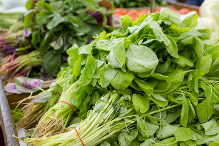 Fresh raw water spinach in supermarketの写真素材
