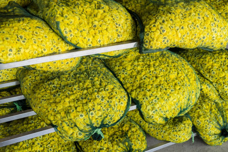 Production of the dried Chrysanthemum tea in factoryの写真素材