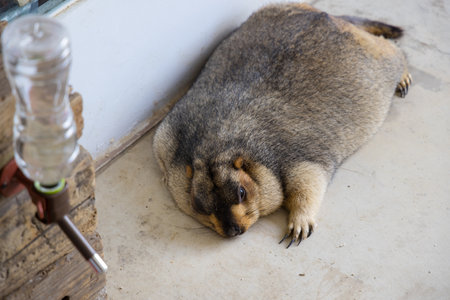 Alpine Marmot sleep on the floorの写真素材