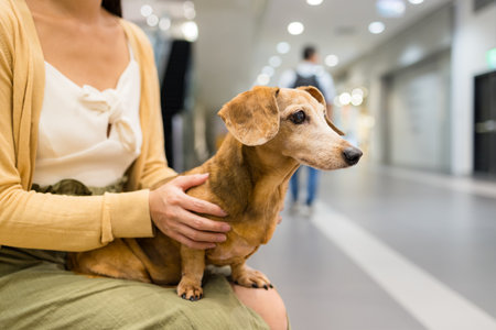 Cute dachshund dog in the shopping mallの写真素材